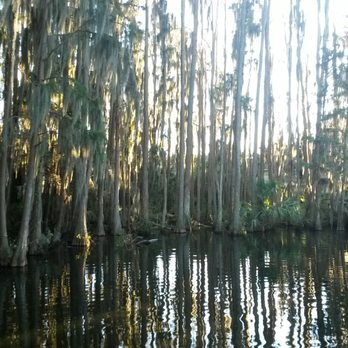 Saddlebrook Resort - Tall trees by the boardwalk - Resorts Near Me - Wesley Chapel, Florida