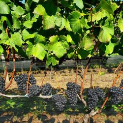 Bedell Cellars - Merlot - 9/23/2022