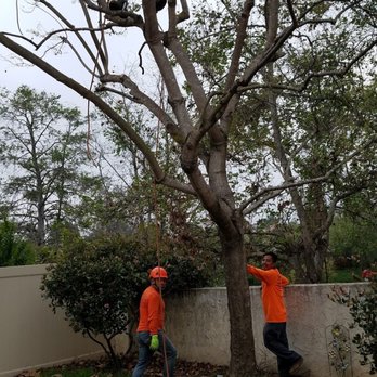 Pro Select Construction Services - Crew of 3 trimming my 25 year old Jacaranda. - General Contractors Near Me - Escondido, California Pro Select Construction Services - Crew of 3 trimming my 25 year old Jacaranda. - General Contractors Near Me - Escondido, California