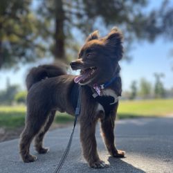 A Dog's Tail