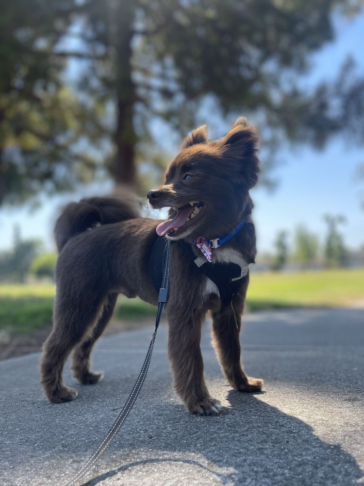 A Dog's Tail