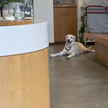 Thank You Coffee - Cute Pup in the cafe - Coffee & Tea Near Me - Anaheim, California