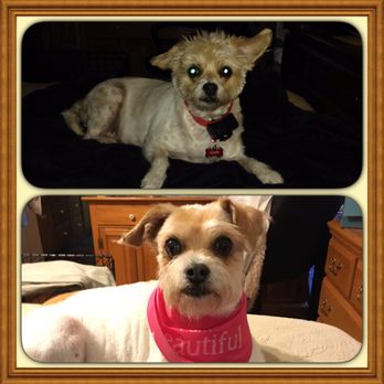 PetSmart - Annie before and after - Pet Groomers Near Me - Shelby, North Carolina PetSmart - Annie before and after - Pet Groomers Near Me - Shelby, North Carolina