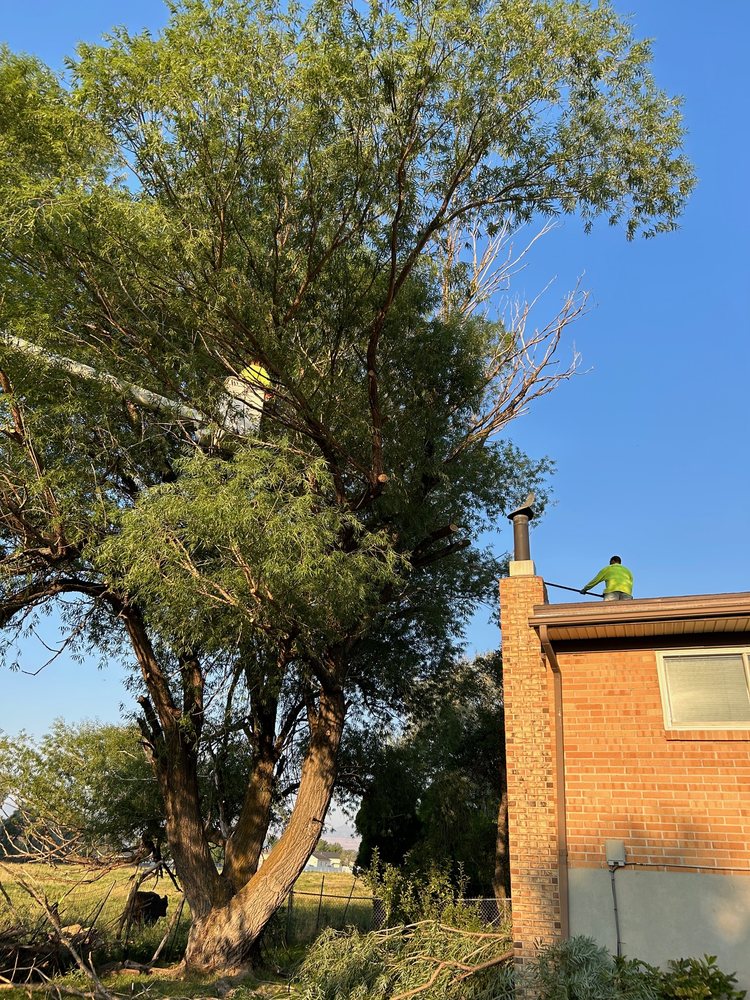 Supreme Tree Experts Utah - tree service in South Jordan, UT