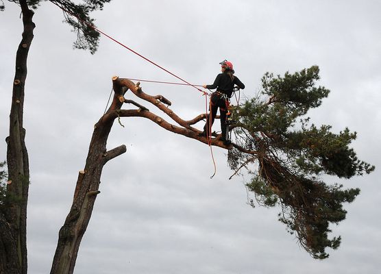Tree Removal - Welcome to Tomahawk Tree Service. We are your go to tree removal company. We offer fast free estimates. Call today to schedule your tree consult. Tree Removal - Welcome to Tomahawk Tree Service. We are your go to tree removal company. We offer fast free estimates. Call today to schedule your tree consult.