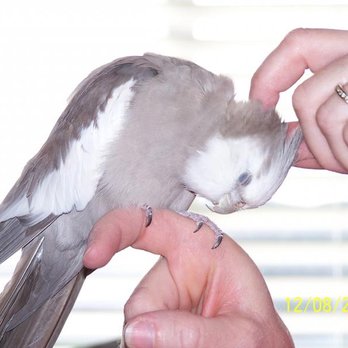 My Parrot Sitter - Our birdie guests get lots of attention and TLC. - Pet Boarding Near Me My Parrot Sitter - Our birdie guests get lots of attention and TLC. - Pet Boarding Near Me