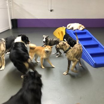 Pawparazzi Pet Resort - Pet Training Near Me - Los Angeles, California Pawparazzi Pet Resort - Pet Training Near Me - Los Angeles, California