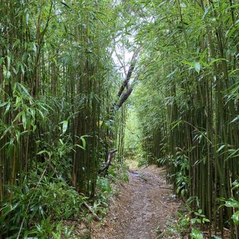 Puu Ohia Trail - Hiking Near Me - Honolulu, Hawaii