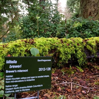 Kruckeberg Botanic Garden - Botanical Gardens Near Me - Shoreline, Washington