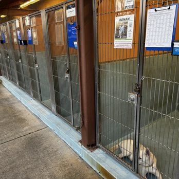 Irvine Animal Care Center - Doggos cages - Animal Shelters Near Me - Irvine, California Irvine Animal Care Center - Doggos cages - Animal Shelters Near Me - Irvine, California