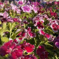 V Montoya’s Enterprises - Dianthus, she told me this are year-round.