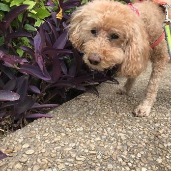 Pup Pup & Away - Rocco having so much fun on his first walk - Pet Training Near Me - San Antonio, Texas Pup Pup & Away - Rocco having so much fun on his first walk - Pet Training Near Me - San Antonio, Texas