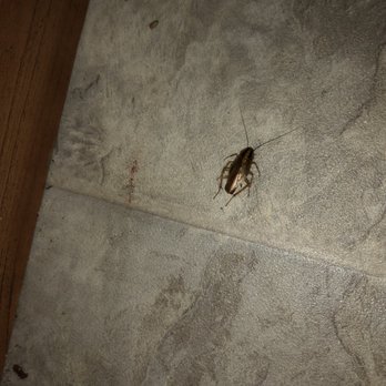 Spartan Pest Service - German cockroach invasion! Yuck!! - Pest Control Near Me Spartan Pest Service - German cockroach invasion! Yuck!! - Pest Control Near Me