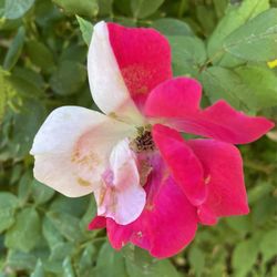 Draper Historical Park - Beautiful flower