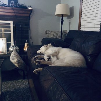 Who's Your Doggie - Pet Training Near Me - Milford, Connecticut Who's Your Doggie - Pet Training Near Me - Milford, Connecticut
