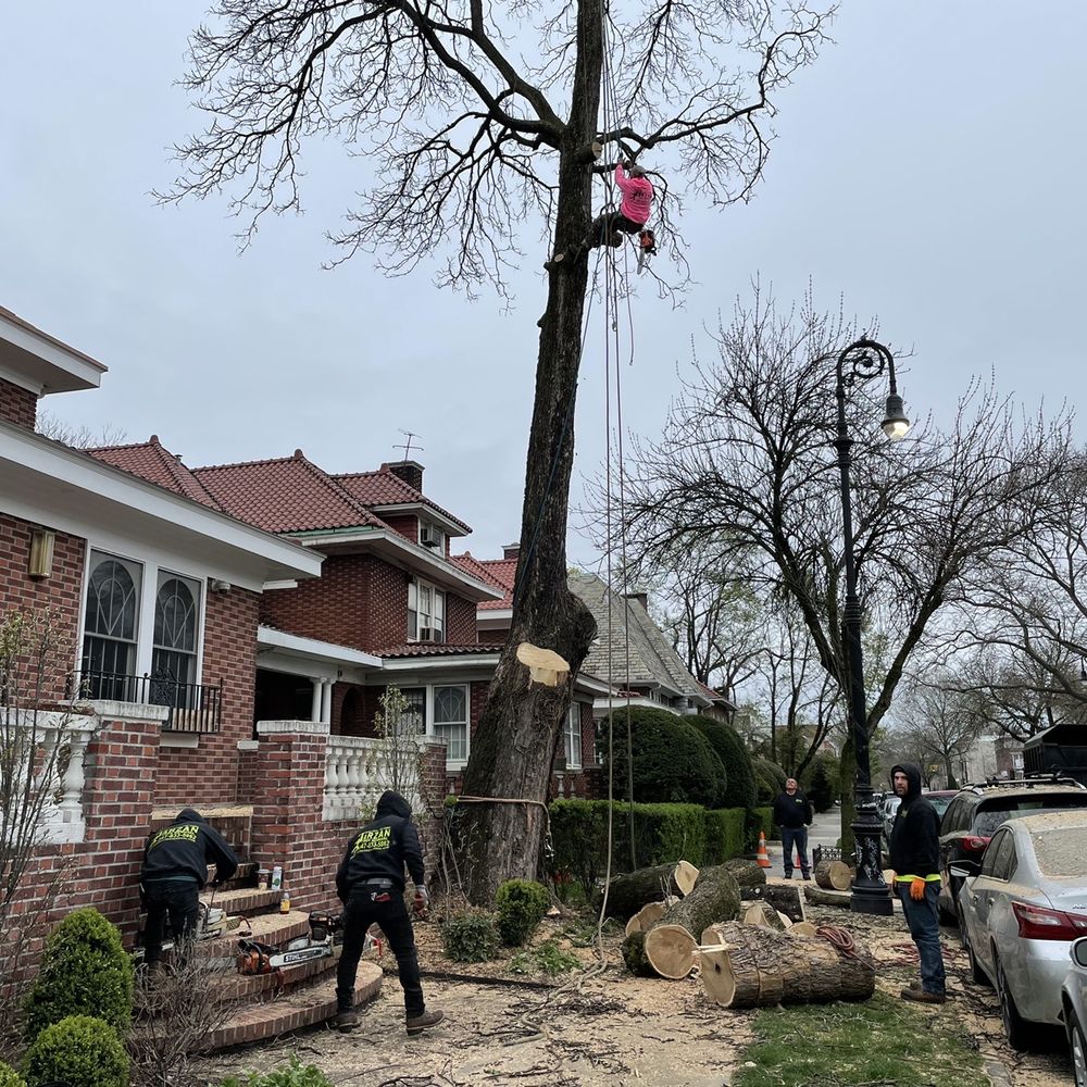 Tarzan Tree Removal - Tree Services Near Me Tarzan Tree Removal - Tree Services Near Me