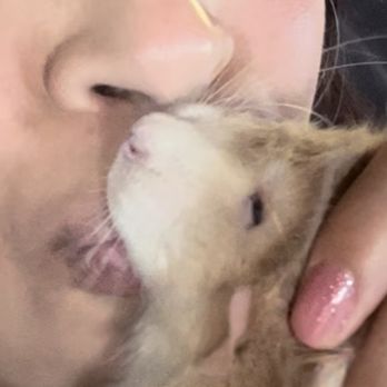 Furball Critters - Pet Breeders Near Me - Santa Cruz, California Furball Critters - Pet Breeders Near Me - Santa Cruz, California