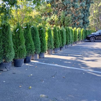 Charley Gaspar Landscaping - a row of trees in a parking lot - Landscaping Near Me - Belfair, Washington Charley Gaspar Landscaping - a row of trees in a parking lot - Landscaping Near Me - Belfair, Washington