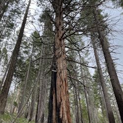 Carlon Falls Trail - Forest