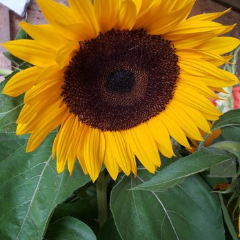 Fresh Flower Farm - Florists Near Me - Auburn, Washington