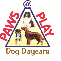 Paws at Play Dog Daycare