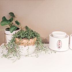 Valarie Larsen Esthetics - I use organic, fair trade sugar paste made locally by Tamara's Sugar (and I have a mild plant obsession)