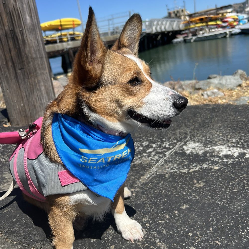 Sea Trek - Free dog bandana - Boating Near Me - Sausalito, California Sea Trek - Free dog bandana - Boating Near Me - Sausalito, California