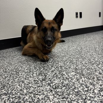 Arivia's Animal House - Roxy - Veterinarians Near Me - Redlands, California