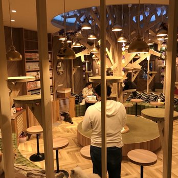 猫カフェ モカ 大阪心斎橋店 25 Photos Themed Cafes 東心斎橋1 18 11 大阪市 大阪府 Japan Restaurant Reviews Phone Number Yelp