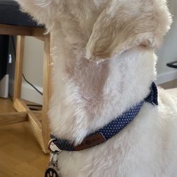 Bald spot on neck. Uneven cutting.