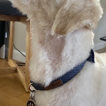 Bark Station Pet Salon - Bald spot on neck. Uneven cutting. - Pet Groomers Near Me - Burlingame, California