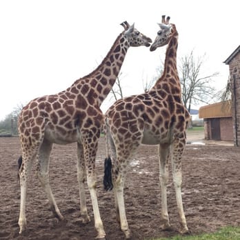 Chester Zoo - Giraffes - Zoos Near Me - Chester, CHW