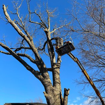 Revved Up Tree Service - Big Oak - Tree Services Near Me - Edgerton, Wisconsin Revved Up Tree Service - Big Oak - Tree Services Near Me - Edgerton, Wisconsin