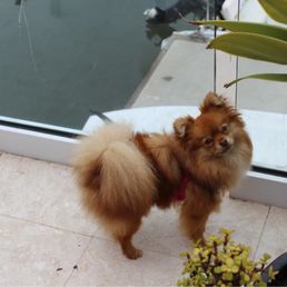 Honey aka Honey Bunny or Honey Bear