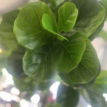 Flower Mart by Sunrise - Fiddle leaf fig - Nurseries & Gardening Near Me - Nashville, Tennessee