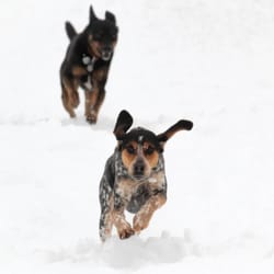Dylan Boyce Dog Training