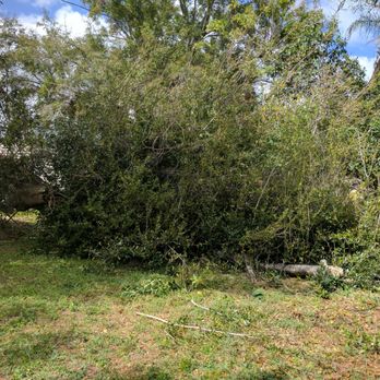 Affordable Arbor Care - Tree Services Near Me - Orlando, Florida Affordable Arbor Care - Tree Services Near Me - Orlando, Florida