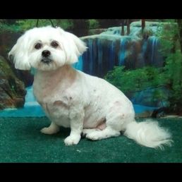 Nikki's latest groom! Nikki's latest groom!