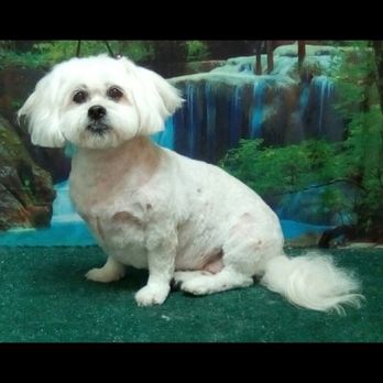 For Pet's Sake Grooming - Nikki's latest groom! - Pet Groomers Near Me - Sumter, South Carolina For Pet's Sake Grooming - Nikki's latest groom! - Pet Groomers Near Me - Sumter, South Carolina