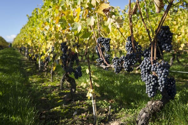 Domaine Les Perrières by null