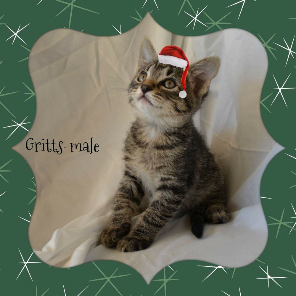 Saving One Life - Pet Adoption Near Me