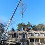 Photo of Arbor Care Tree Service