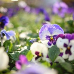 Akin's Nursery