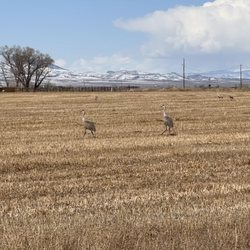 Monte Vista National Wildlife Refuge - Sandhill cranes. 3/20/2024.