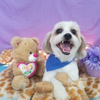 Auntie Shellys Pet Grooming - Pet Groomers Near Me - Lafayette, Tennessee