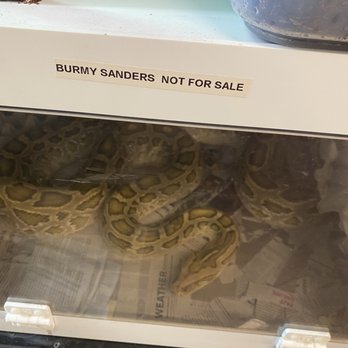The Bird & Reptile Connection - Burmy Sanders my beloved 3 - Pet Stores Near Me - Walpole, Massachusetts The Bird & Reptile Connection - Burmy Sanders my beloved 3 - Pet Stores Near Me - Walpole, Massachusetts