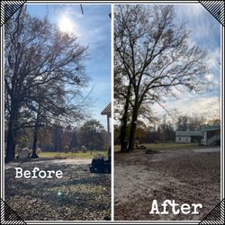 C & C Tree Experts