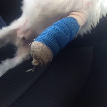 PetSmart - This the bandage they put on his leg the actual cut is on his foot. - Pet Stores Near Me - Las Vegas, Nevada PetSmart - This the bandage they put on his leg the actual cut is on his foot. - Pet Stores Near Me - Las Vegas, Nevada