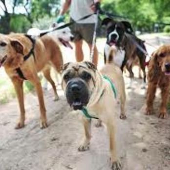 Lakes Dog Walker - Who's ready for a walk! - Pet Waste Removal Near Me - Minneapolis, Minnesota Lakes Dog Walker - Who's ready for a walk! - Pet Waste Removal Near Me - Minneapolis, Minnesota