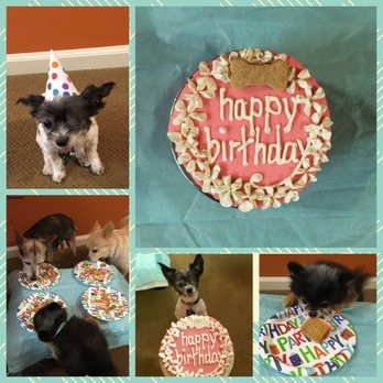 Biscuits Pet Boutique - They loved it! - Pet Stores Near Me - San Jose, California